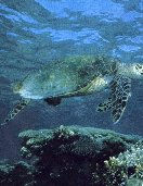 Caretta caretta1.jpg (9048 bytes)