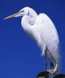 Crane.jpg (6276 bytes)