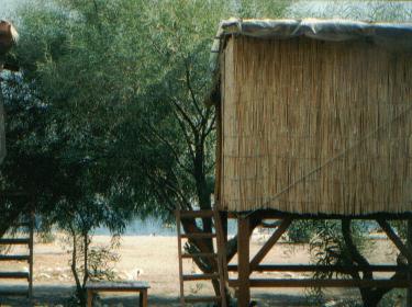 treehouse.jpg (34619 bytes)